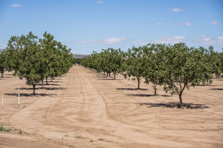 Large Pecan Farm for Sale in Hatch, New Mexico - image 36