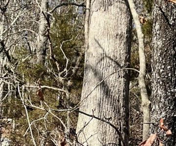 Land for Sale in the Northern Arkansas Ozarks - image 3