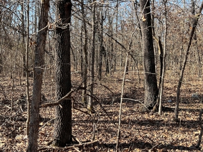 Land for Sale in the Northern Arkansas Ozarks - image 6