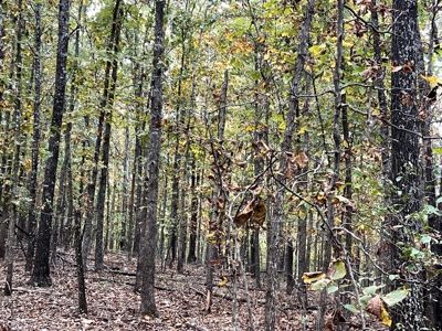 Land for Sale in the Oregon County Ozarks - image 8