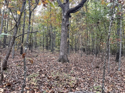 Land for Sale in the Oregon County Ozarks - image 5