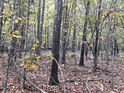 Land for Sale in the Oregon County Ozarks - image 6