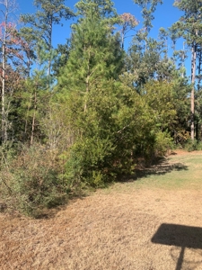 Nice Building lot on Lady's Island - image 4