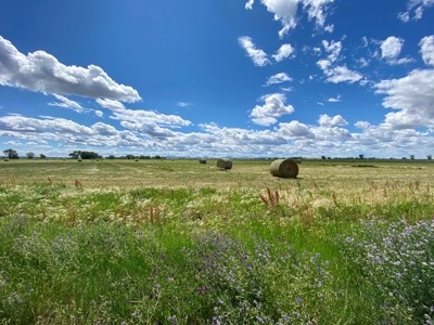 Little Bullwhacker Grazing & Milk River Montana Hay Base - image 15