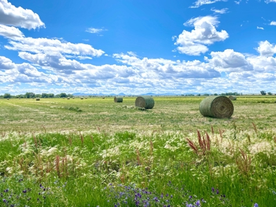 Little Bullwhacker Grazing & Milk River Montana Hay Base - image 26