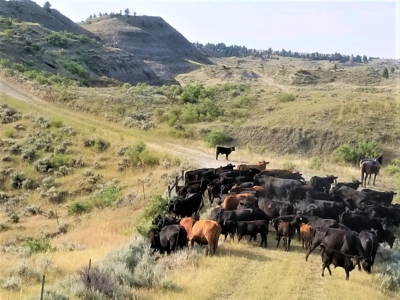 Little Bullwhacker Grazing & Milk River Montana Hay Base - image 11