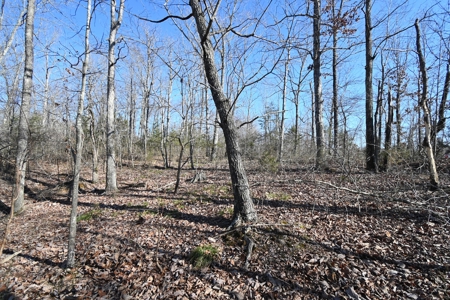 Tract 11 For Sale in Linden, Tennessee - image 2