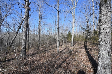 Tract 11 For Sale in Linden, Tennessee - image 7