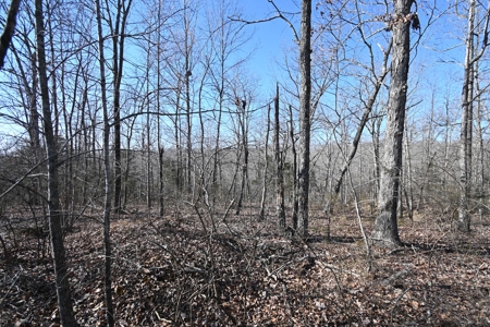 Tract 11 For Sale in Linden, Tennessee - image 5