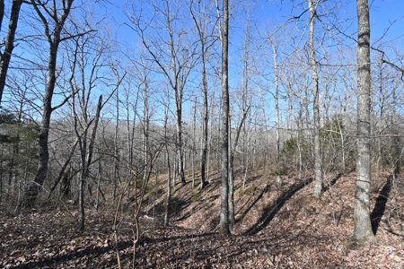 Tract 11 For Sale in Linden, Tennessee - image 4