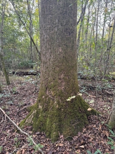 Land on the Tangipahoa River in Pike County, MS - image 16