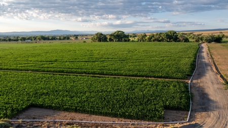 Berkeley Estate Cellars – A Premier Colorado Winery - image 49