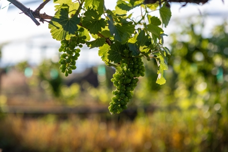 Berkeley Estate Cellars – A Premier Colorado Winery - image 9