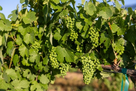 Berkeley Estate Cellars – A Premier Colorado Winery - image 8