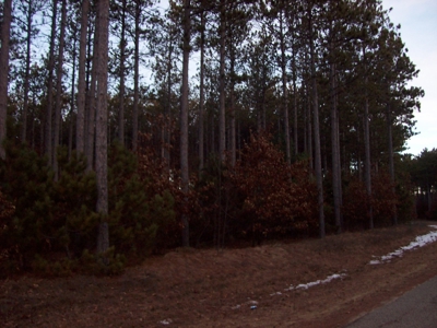 Beautiful Lake Petenwell View Buildable Lot - image 3