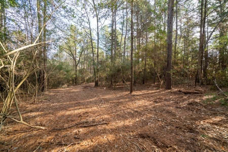 Gorgeous Country Acreage with Timber in Hallsville, Texas - image 23