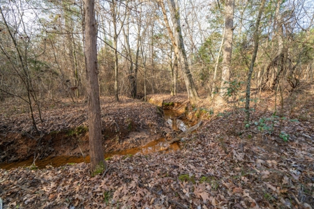 Gorgeous Country Acreage with Timber in Hallsville, Texas - image 16