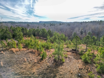 Gorgeous Country Acreage with Timber in Hallsville, Texas - image 4