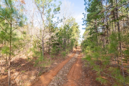 Gorgeous Country Acreage with Timber in Hallsville, Texas - image 17