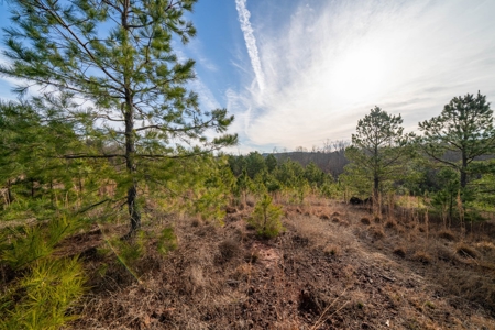 Gorgeous Country Acreage with Timber in Hallsville, Texas - image 12