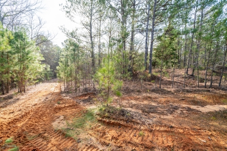 Gorgeous Country Acreage with Timber in Hallsville, Texas - image 22