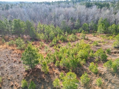 Gorgeous Country Acreage with Timber in Hallsville, Texas - image 6