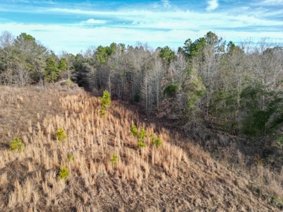 Gorgeous Country Acreage with Timber in Hallsville, Texas - image 5