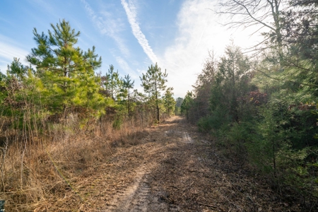 Gorgeous Country Acreage with Timber in Hallsville, Texas - image 14