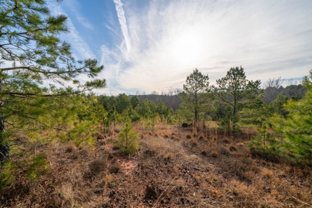 Gorgeous Country Acreage with Timber in Hallsville, Texas - image 1