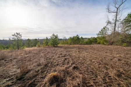 Gorgeous Country Acreage with Timber in Hallsville, Texas - image 11
