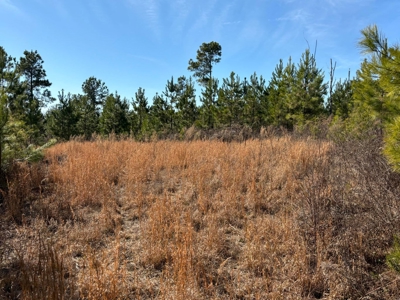 Acreage For Sale in Evensville, TN! - image 9