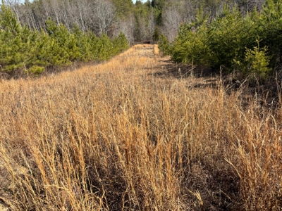 Acreage For Sale in Evensville, TN! - image 7