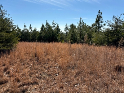 Acreage For Sale in Evensville, TN! - image 4