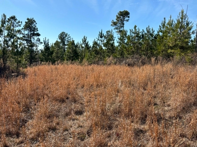 Acreage For Sale in Evensville, TN! - image 8
