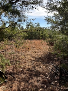 Acreage For Sale in Evensville, TN! - image 15