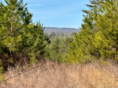 Acreage For Sale in Evensville, TN! - image 6