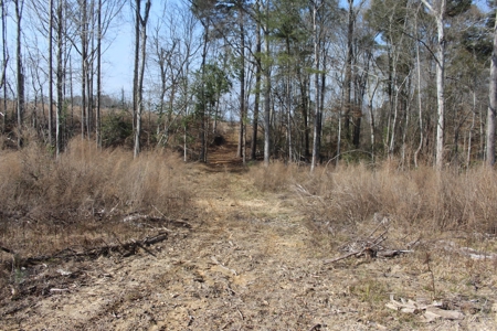 184 Acres of Prime Hunting & Recreation Lawrence County MS - image 3