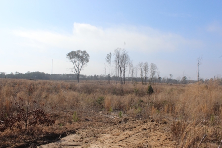 184 Acres of Prime Hunting & Recreation Lawrence County MS - image 8