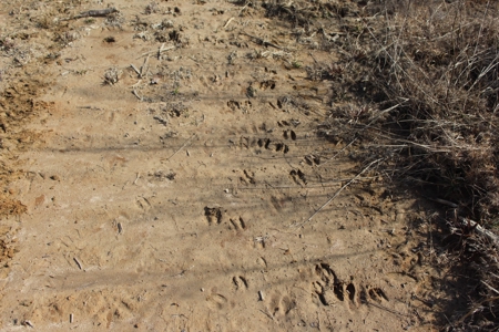 184 Acres of Prime Hunting & Recreation Lawrence County MS - image 4