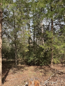 Holly Lake Ranch 1 Acre Residential Lot Wood County Texas - image 9