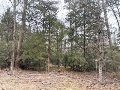 Holly Lake Ranch 1 Acre Residential Lot Wood County Texas - image 6