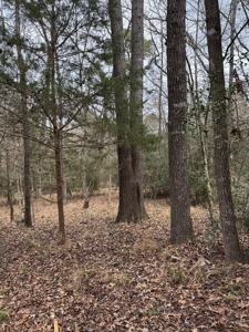 Holly Lake Ranch 1 Acre Residential Lot Wood County Texas - image 10