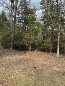 Holly Lake Ranch 1 Acre Residential Lot Wood County Texas - image 8