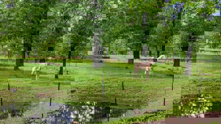 Mayes County Oklahoma Ranch For Sale - image 34