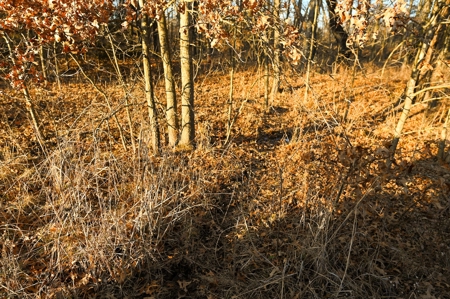 Land for Sale Bates County, MO - image 18