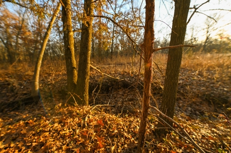 Land for Sale Bates County, MO - image 7