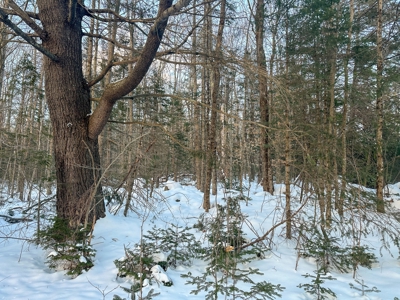 Buildable Lot in Orneville Township - image 9