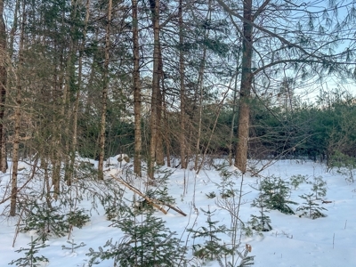 Buildable Lot in Orneville Township - image 8