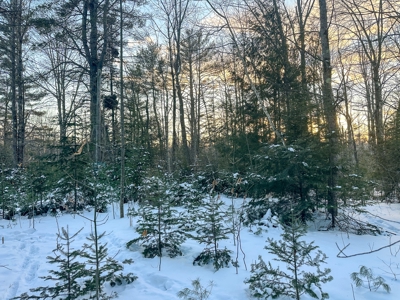 Buildable Lot in Orneville Township - image 6