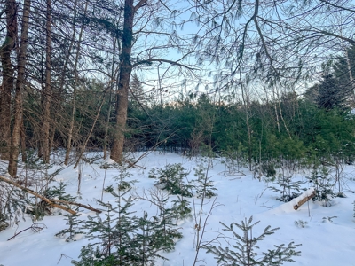 Buildable Lot in Orneville Township - image 7